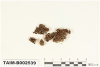 藏品(鳳尾苔屬)的圖片